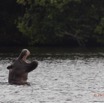 217 LOANGO Inyoungou Lagune Ngove Hippopotame Hippopotamus amphibius 12E5K2IMG_79531awtmk.jpg